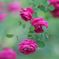 اجاره چهار هکتار دیم الشتر