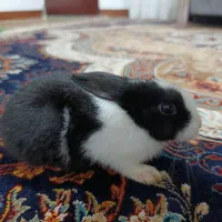 خرگوش یک ماه و نیمه|موش و خرگوش|آستانه اشرفیه, |دیوار