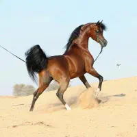 اسب نریون کرد سواری
