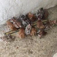 جوجه کوشین از بهترین نژاد