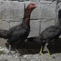 دو عدد خروس لاری و چند عدد مرغ لاری اصیل|حیوانات مزرعه|خسروشاه, |دیوار