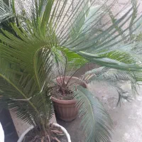 گل سیکاس|گل و گیاه طبیعی|رشت, سیا اسطلخ|دیوار