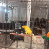 تعدادی قناری|پرنده|کرمان, |دیوار