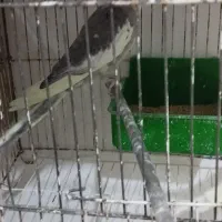 جوجه عروس هلندی و مولد|پرنده|مشهد, گلبرگ|دیوار