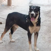 سگ افغان نر مخصوص گله و نگهبانی