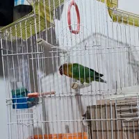 یک جفت توتی برزیلی باستا توخم|پرنده|نگین شهر, |دیوار