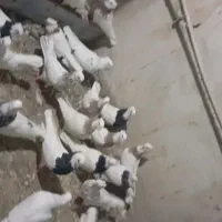 طوقی انواع مدل