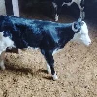 فروش گوساله شیری