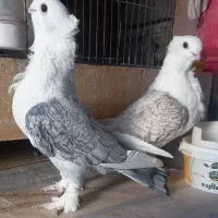 پشت طاوسی و طوقی|پرنده|تفت, |دیوار