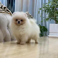 سگ پامر پامرانین تیکاپ سایز