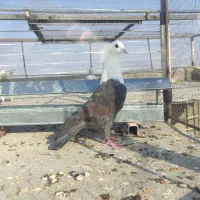 ۲۰ عدد کبوتررنگه