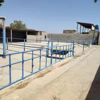 گاوداری۲۵۰۰متری بامجوز۵۰راسی احمدآبادمصدق|فروش دفتر صنعتی، کشاورزی، تجاری|آبیک, |دیوار