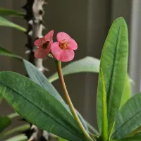 گل مرجان قد سی سانت