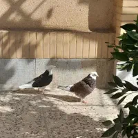 کبوتر|پرنده|فولادشهر, B4|دیوار