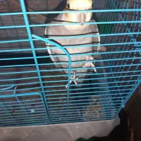 عروس هلندی نر رام