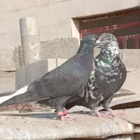 کبوتر اشعل|پرنده|باوی, |دیوار