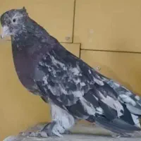 کبوتر هما سرور اتشی
