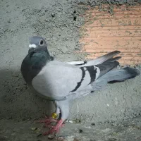 سبز مسافتی|پرنده|شیروان (خراسان), |دیوار