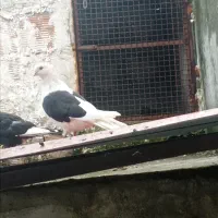 کفتر یا کبوتر دوبالی دوکت ماده کاکولی