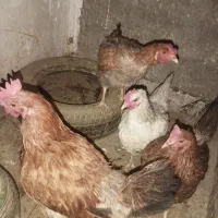 مرغ تخمگذار|حیوانات مزرعه|باقرشهر, |دیوار