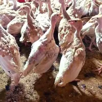 جوجه بوقلمون بوربون اصل ۱کیلویی گاو بز گوسفند بره|حیوانات مزرعه|کرمانشاه, |دیوار