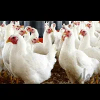 مرغ و خروس زنده