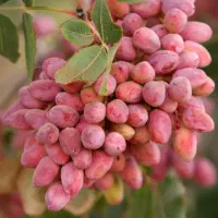 راهنمایی باغ