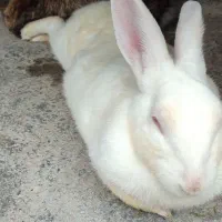 خرگوش لپ پشمالو ناناز|موش و خرگوش|کلاله, |دیوار