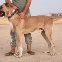 سگ خراسانی کوچ میلاد بلبلی