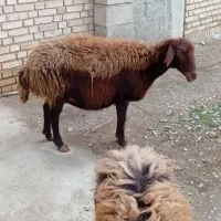 گوسفند بره دار یک جا جاروی