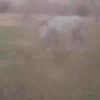 اسب مادیان|اسب و تجهیزات اسب‌سواری|نظر کهریزی, |دیوار