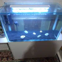 اکواریوم|ماهی|رفسنجان, |دیوار