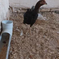 مرغ لاری|حیوانات مزرعه|پیشوا, |دیوار