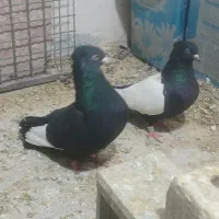 رنگه کفتر|پرنده|تربت جام, جامی|دیوار