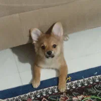 واگذاری سگ|سگ|صدرا-فارس, فاز ۱|دیوار