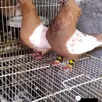 کبوتر گرفتنی صید بار کبوتر