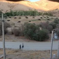 کود حیوانی پوسیده