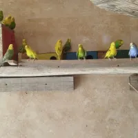 پرنده