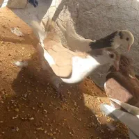 کبوتر فروشی رنگی