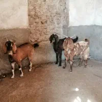 تیشتر اعدانی(بز)