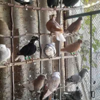 دمسفید پرشی