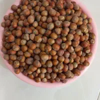 فندوق اشکورات|خوردنی و آشامیدنی|قم, تولید دارو و یخچال|دیوار