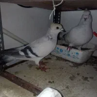 فروش یک جفت شامی کاکلی|پرنده|سبزوار, قصبه شرقی|دیوار