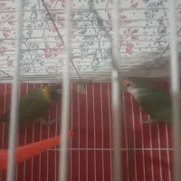 جفت کتوله برزیلی ب فروش میرسد