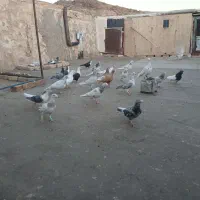 کبوتر کفتر پرشی|پرنده|مشهد, ملک‌آباد|دیوار