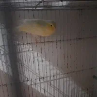 قناری نر وماده