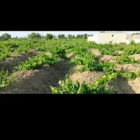 فروش باغ انگورو میوه1500متر