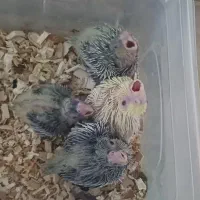 عروس هلندی ۲۰روزه