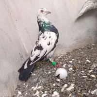 کفتر بوم