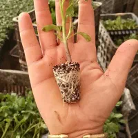 نشاء گوجه،فلفل دلمه